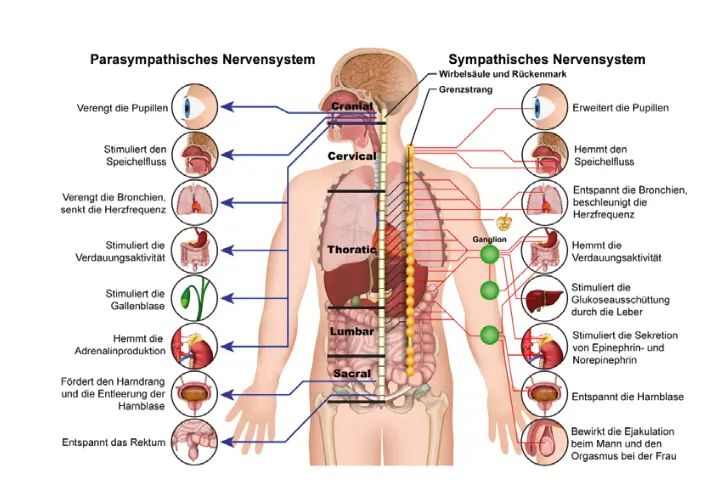 Parasympathisches und sympathisches Nervensystem